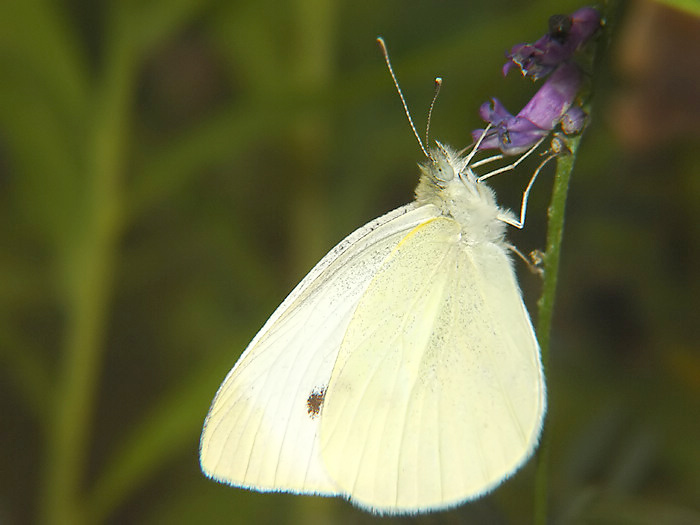 Butterfly1.jpg