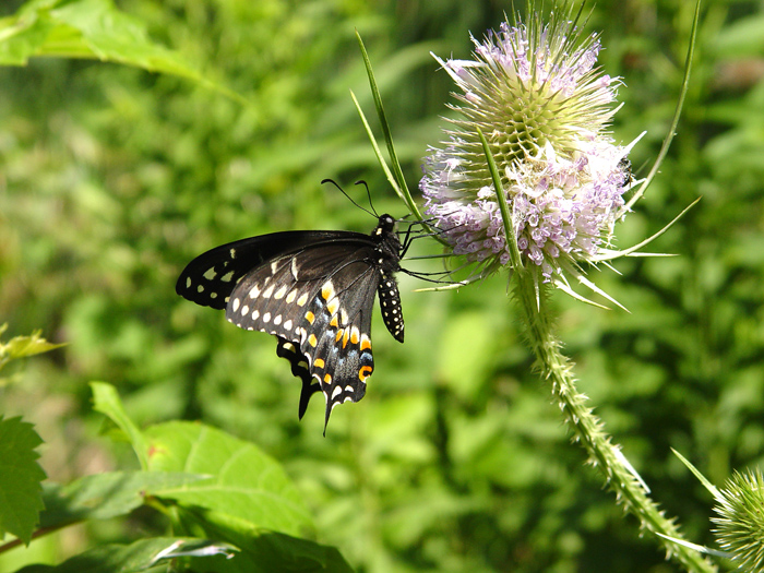 Butterfly12.JPG