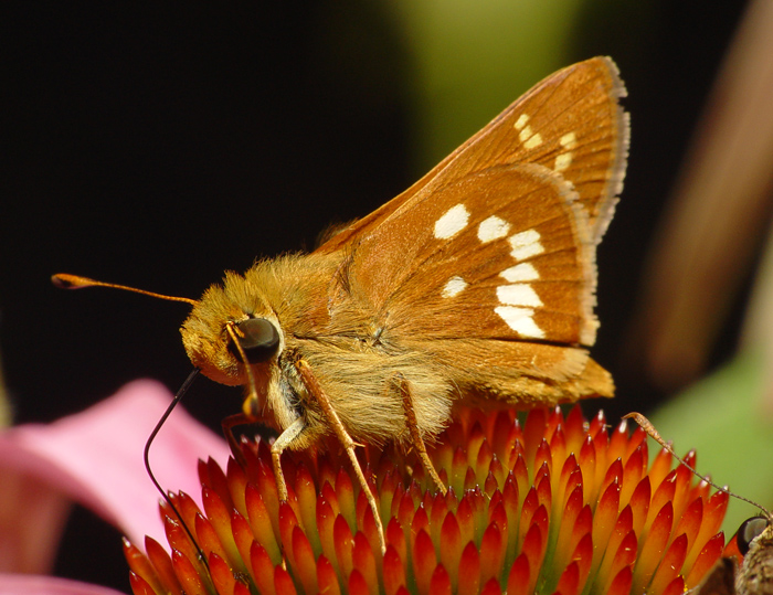 Skipper6.JPG
