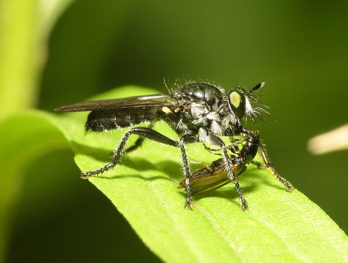 Robberfly7.jpg