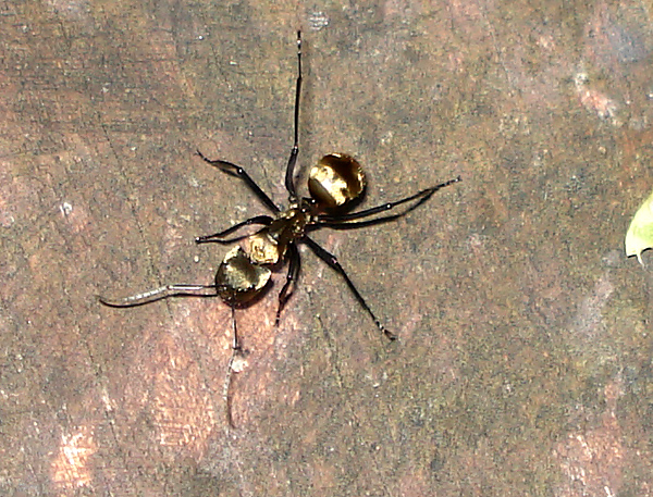 Tiger ant (2cm long).JPG