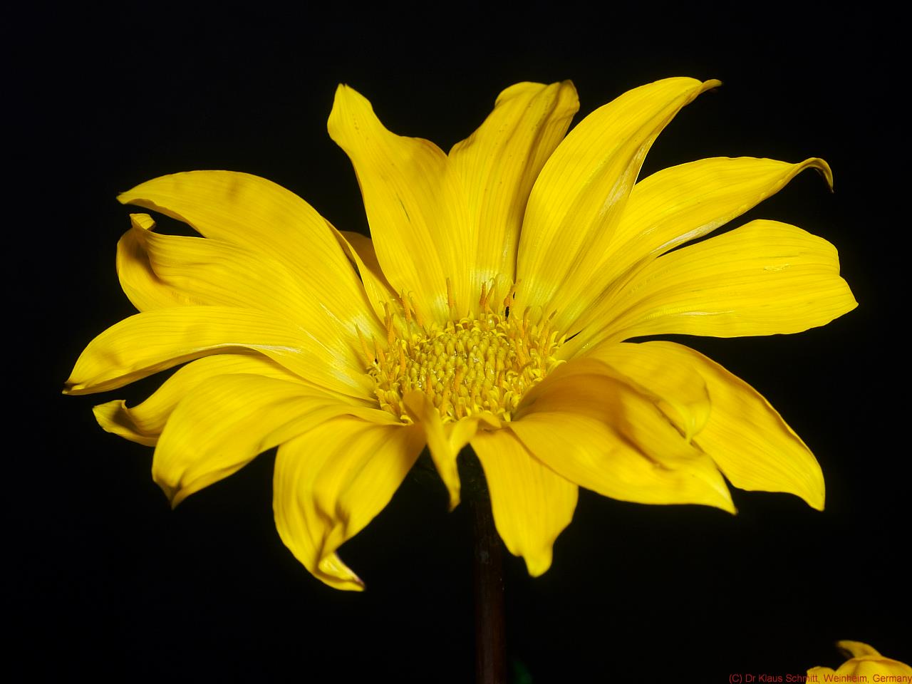 Gazania_VIS_P1430855_c.jpg