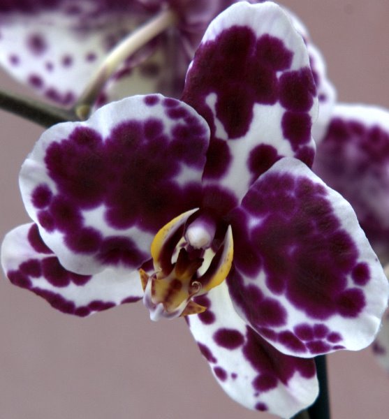 135mm Lens Macro: VIS Calibrated at 0, Detail