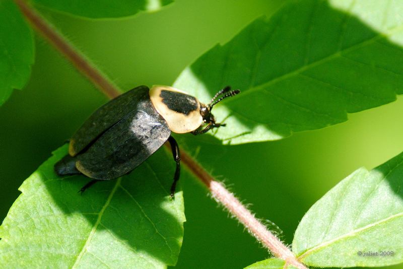 Silphe dAmerique-American Carrion Beetle-Necrophila americana