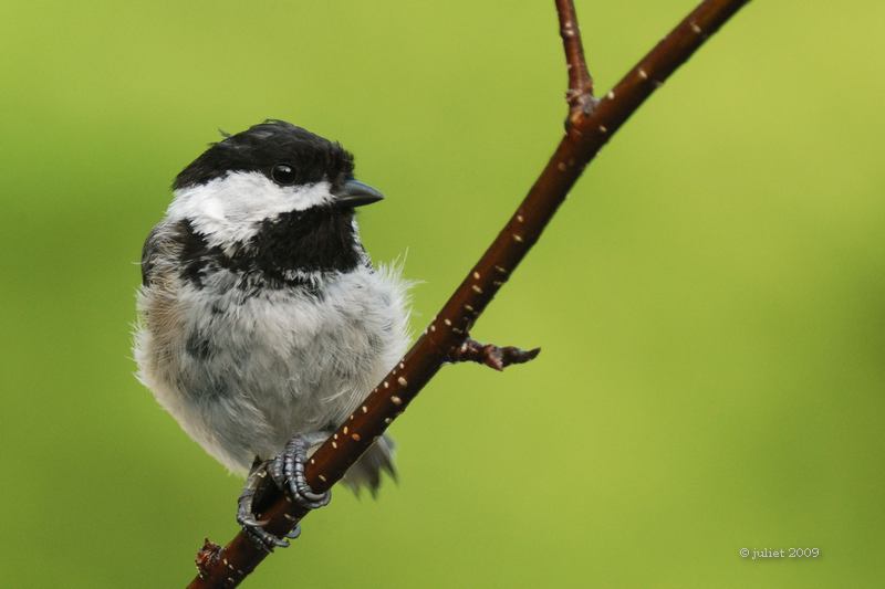 Msange  tte noire (Black-capped chickadee)