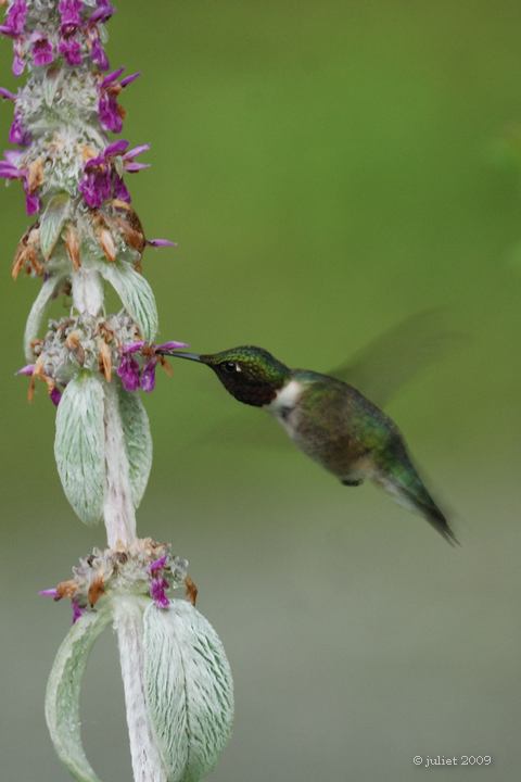 Colibri  gorge rubis (Ruby-throated hummingbird)