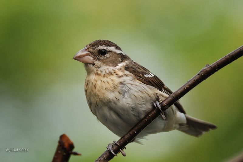 Cardinal  poitrine rose juvenile  (Rose-breasted Grosbeak)