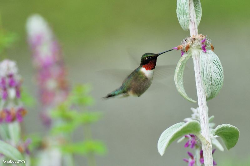 Colibri  gorge rubis (Ruby-throated hummingbird)