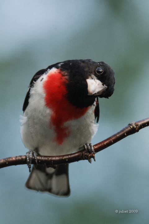 Cardinal  poitrine rose (Rose-breasted Grosbeak)