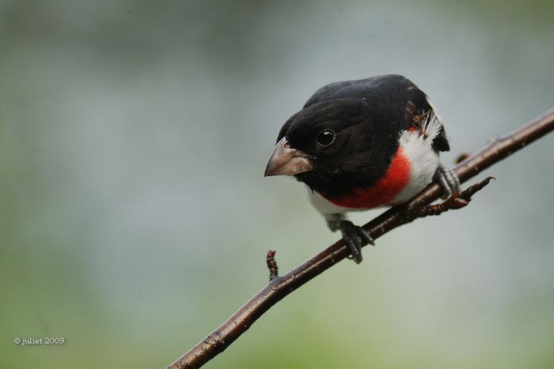 Cardinal  poitrine rose (Rose-breasted Grosbeak)