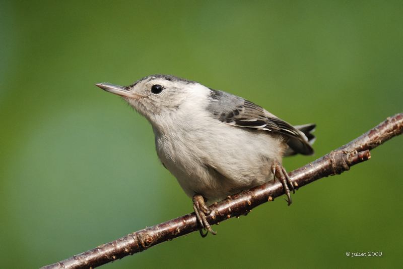 Sittelle  poitrine blanche (White-breasted nuthatch)
