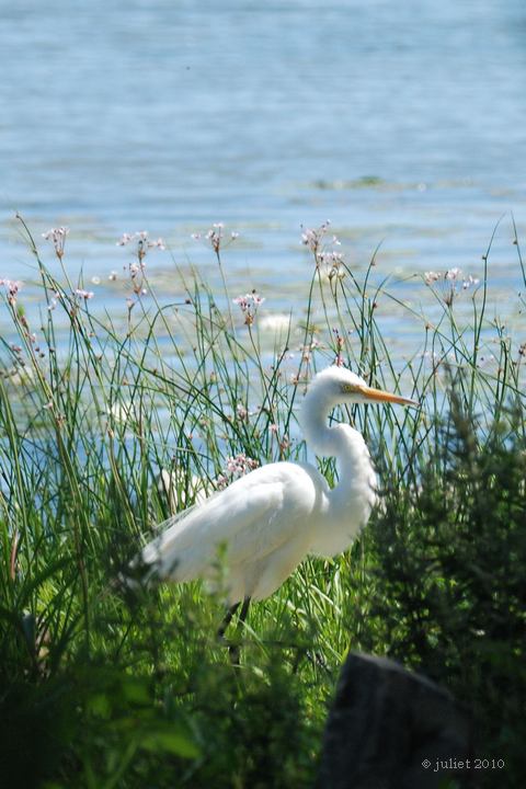 Grande aigrette (Great egret)