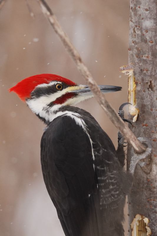 Grand Pic male (Pileated woodpecker)