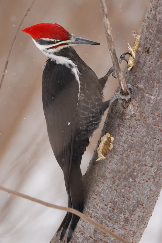 Grand Pic male (Pileated woodpecker)