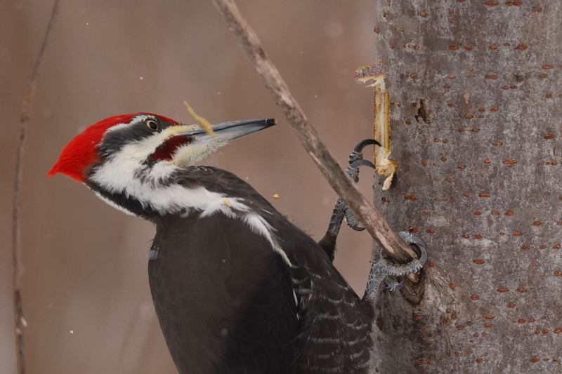 Grand Pic male (Pileated woodpecker)