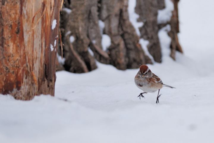 Bruant hudsonien (American tree sparrow)
