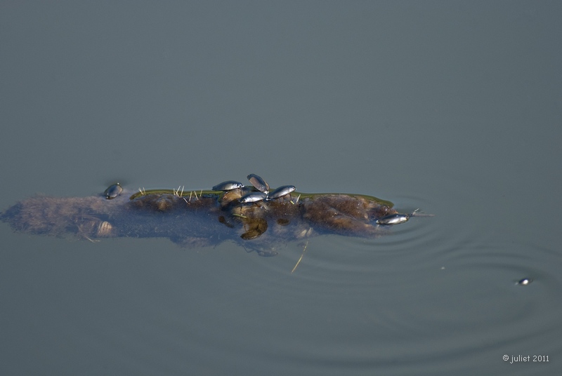 Gyrins (Whirligig beetles)