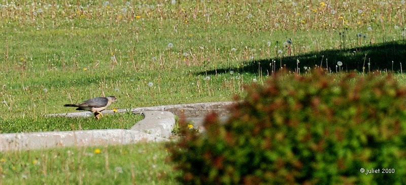 pervier de Cooper (Coopers hawk)