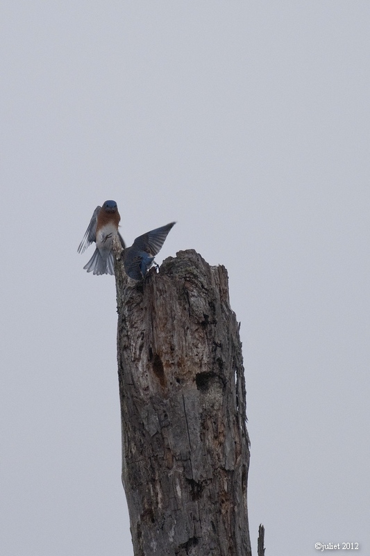 Merle bleu de lest (Eastern bluebird)