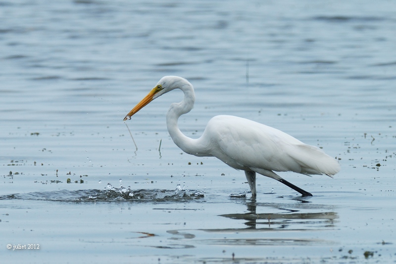 Grande aigrette (Great egret)