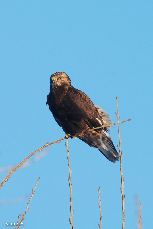 Buse pattue juvénile forme sombre (Rough-legged hawk)