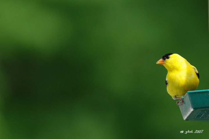 Chardonneret jaune (American goldfinch)