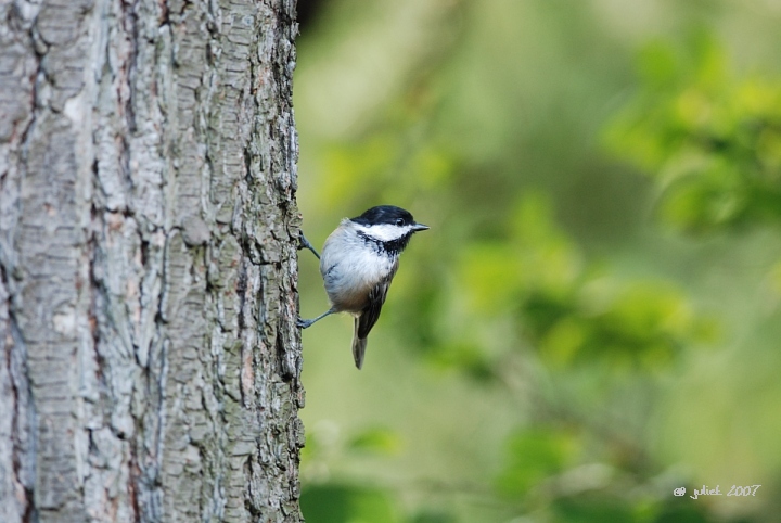 Msange  tte noire (Black-capped Chickadee)