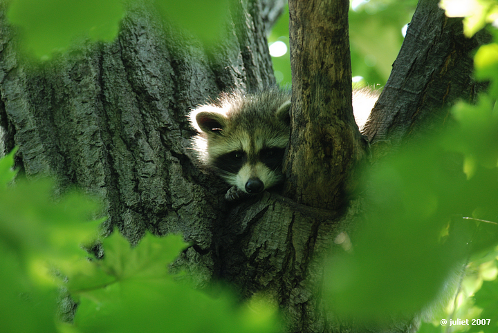 Raton-Laveur (Raccoon)