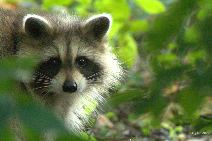Raton-Laveur (Raccoon), Mont-Royal