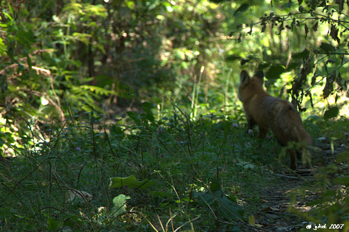 Renard Roux (Red fox), Mont-Royal
