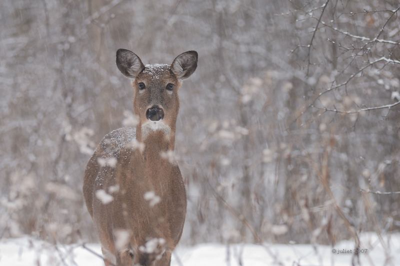 Cerf de Virginie (White-tailed deer)