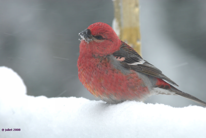 Durbec des sapins (Pine grosbeak)