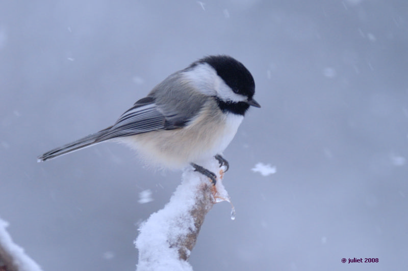 Msange  tte noire (Black capped chickadee)