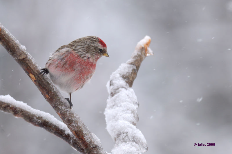 Sizerin flamm (Common redpoll)