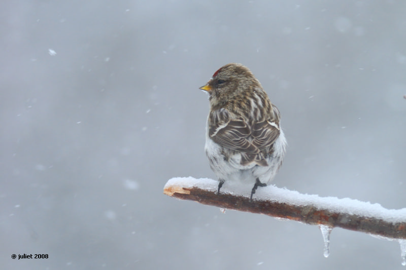 Sizerin flamm (Common redpoll)
