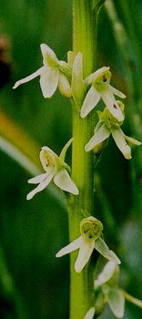 Platanthera stricta Olympic Nat'l Park, Wa. 7/12/09