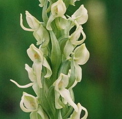 Platanthera huronensis Leadville, Co. 7/25/09