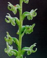Piperia colemanii close-up.
