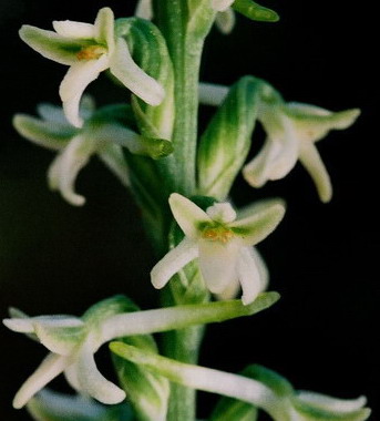 Piperia transversa Yosemite Nat'l Park, Ca 7/21/09