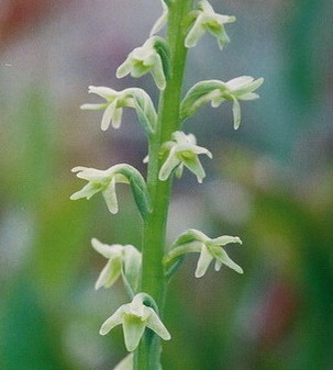 Piperia unalascensis forma olympica - top of Hurricane Ridge, Olympic National Park, Ca 7/12/09