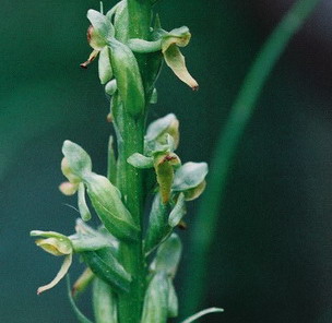 Platanthera purpurascens close-up.
