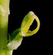 western_orchids_2009