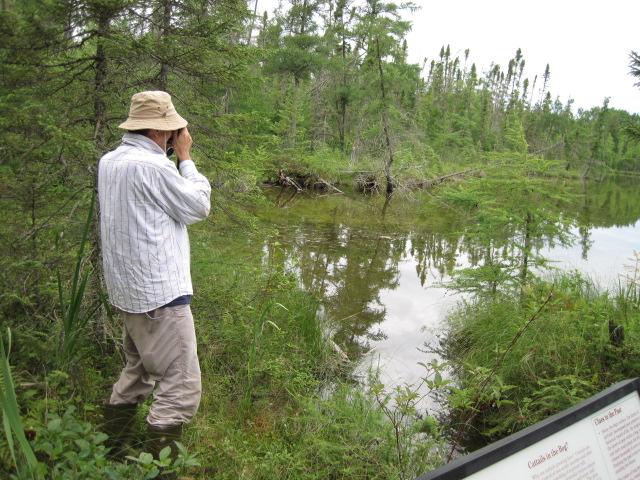 (47-51) The bog walk at Lake Bemidji State Park, MN 7/7/10 (Johanna Nelson)