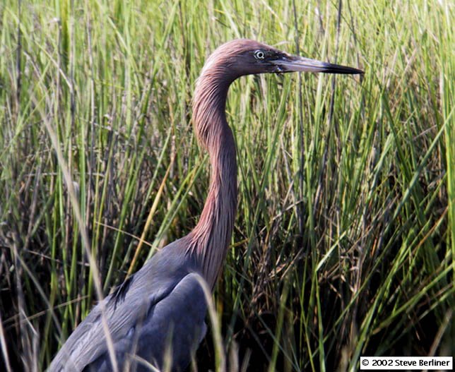 Reddish Egret