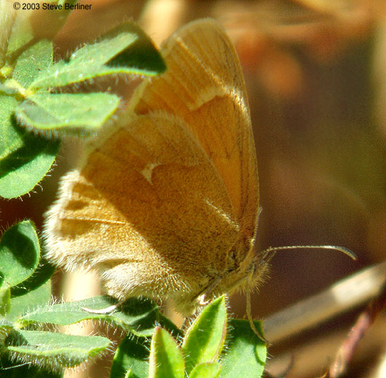 Ochre Ringlet