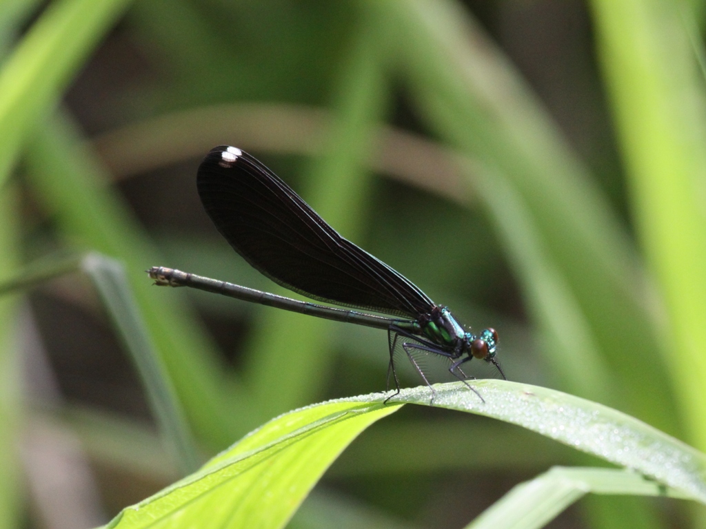 Ebony Jewelwing (Female)
