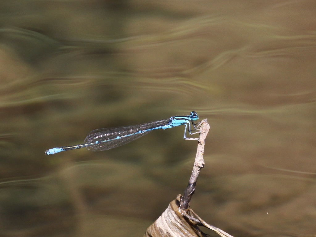 Stream Bluet