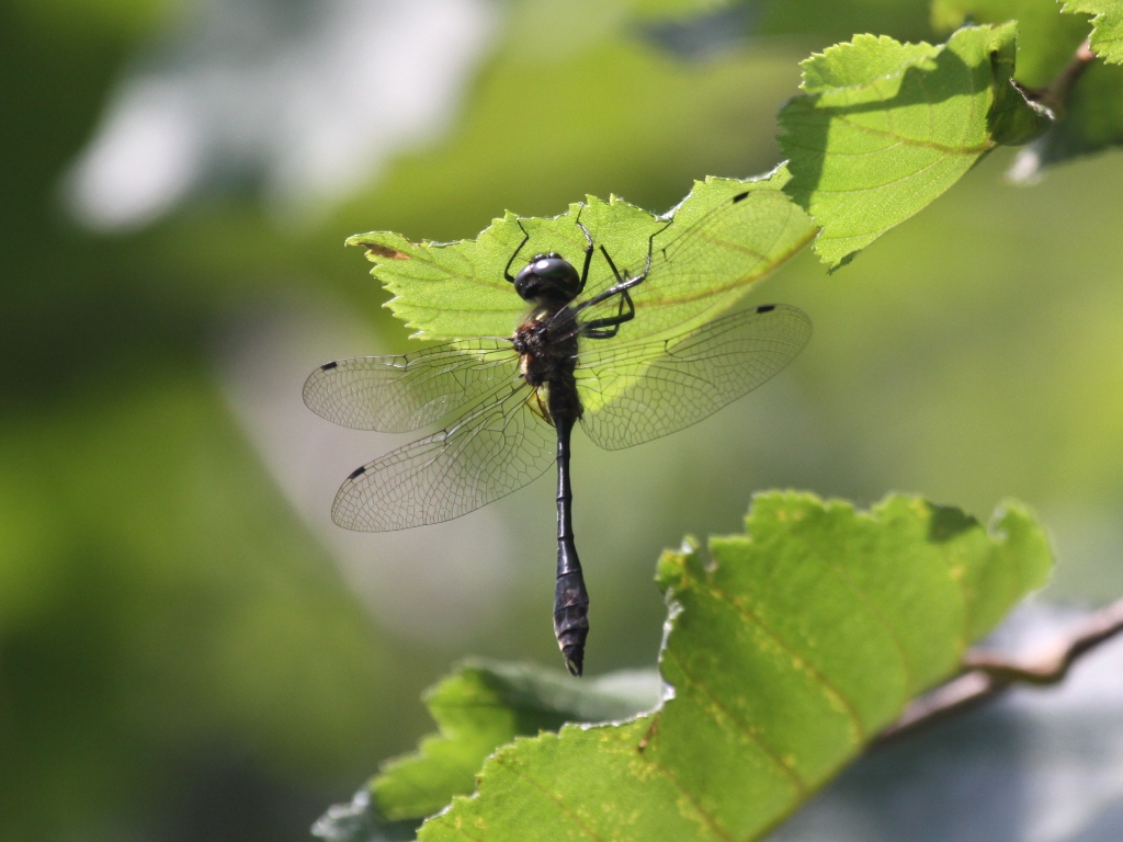 Racket-tailed Emerald (Male)