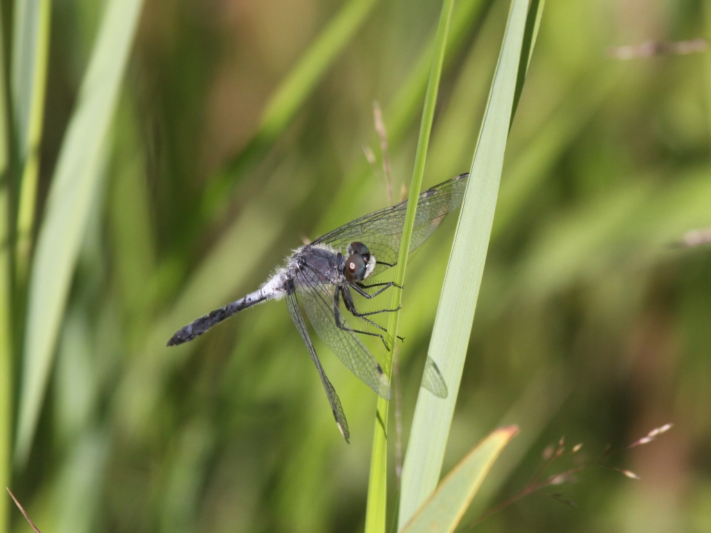 Frosted Whiteface (Male)