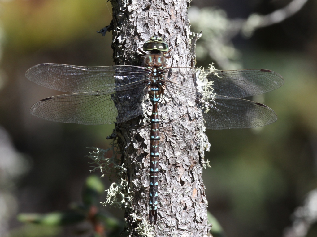 Subarctic Darner (Male)